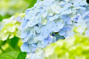 梅雨の時期の見学について