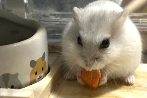 念願のハムスター🐹