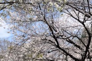 ４月　🎉新しいスタートです！！