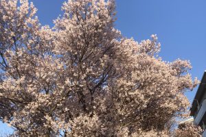今年も開催決定🌸さがみ野さくら祭🌸